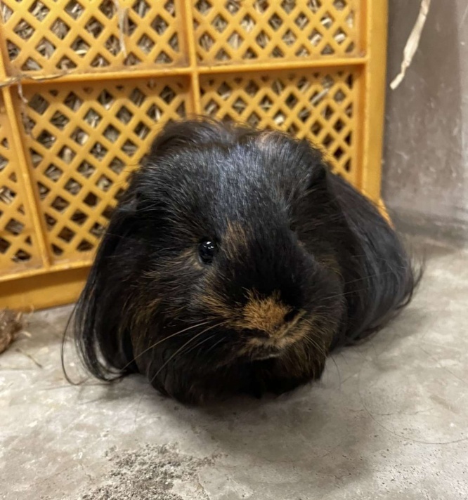 「くろまめ」さんのご尊顔(写真は石山さん提供)