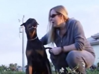 運河で迷子になってしまった犬。窮地を救ったのは野生のイルカたちだった（アメリカ）