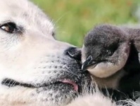 【RIP】ペンギンの群れを天敵から10年間守り続けた牧羊犬が虹の橋へ（オーストラリア）
