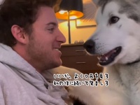 「ちがう！私の後に続いて発音しろ」マラミュートに犬語を教わる飼い主