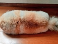 「犬なのか怪しくなってきたな...」　あまりにも〝アレ〟に見えちゃうポメラニアンに、飼い主困惑