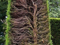 生垣の断面がえらいことになっていた件