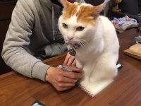 邪魔をするむぎくん