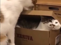猫界のきっちりさん。箱のフタはきちんと閉めたい猫と箱から出たくない猫の場合