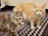 「娘のフレイヤです。初めましてニャ！」メインクーンの子猫、生まれて初めてパパに会いに行く