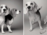 どちらも胸キュンのかわいさ！子犬のころと現在の犬の写真を比べてみた