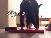 ヨガの難易度をハイレベルにする猫の所業