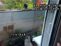 飼い慣らされた猫など敵ではない。全く逃げない鳩に対してネコ科の意地を見せる飼い猫