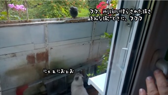 飼い慣らされた猫など敵ではない。全く逃げない鳩に対してネコ科の意地を見せる飼い猫