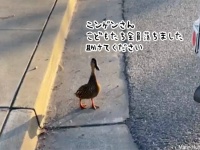 子供たちを救うため人間に助けを求めた母ガモ。警官が全員救助