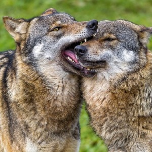 （画像：Tambako the Jaguar）婚活パーティーを悪用した犯罪！「男を眠らせたあと金品を強盗した女性」に実刑15年