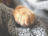 あなたが寝ている間に世界の何パーセントの人が起きているのか？一目でわかる視覚化アニメーションマップ