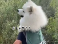 遭遇したら二度見するやつ。恐怖の犬男？