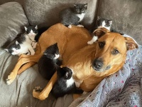 保護母猫が7匹の子猫を出産。熱心に子育てを手伝ってくれる里親宅の飼い犬