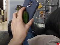 心の隙間だけではなく手指の隙間すらも埋めてくれるインコ