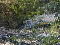 自然に起きる500倍という速さで植物の絶滅が進んでいることが世界最大規模の調査で判明（英研究）