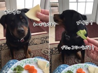 野菜嫌いの犬、差し出されると全力拒否の呼吸