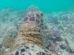 浦島太郎気分♪　ウミガメに乗ってみるグレート・バリア・リーフはこんなにも美しい