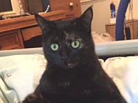 ナマモノは下僕に受けなかったので、こっちにしてみたがどうだろう。プレゼントのジャンルを変更してみた猫