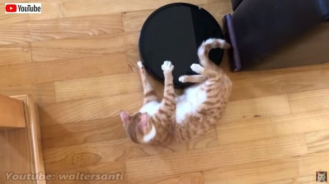 catsnroomba5_batch