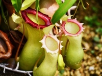 食虫植物ウツボカズラが動物たちの水洗トイレに！持ちつ持たれつの共存関係の秘密とは