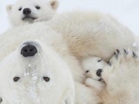 ホッキョクグマの子育て風景をのぞき見。子熊たちのコロコロかわいさに胸キュン