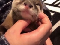 カワウソのちぃたん☆（＠love_otter_love）さんのツイート