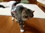 ビールの箱が抜けなくなった猫【のそのそ動画】