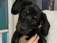 通行人に橋から投げ落とされた子犬、救助した警察官の家族となる