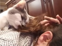 仕事に行こうとすると肩に飛び乗りスリスリちゅうちゅう、外出を全力阻止する猫