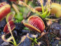 植物も動物同様、麻酔にかかることが判明（国際研究）