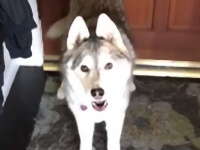 「行っちゃだめ」出勤しようとしたらハスキーがドア前でスト開始してた