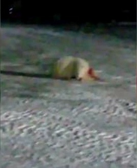 ホッキョクグマ　爆竹