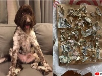 愛犬に4000ドル（58万円）分の紙幣を食べられてしまう珍事が勃発
