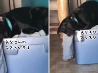 「なんでいないの？さびしいよう」海外に派兵された飼い主が恋しくて、残された洗濯物に身をすり寄せる犬（アメリカ）
