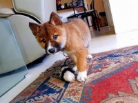 犬？キツネ？いいえ、ディンゴです。民家の裏庭に絶滅危惧種の子ディンゴがひょっこりあらわれる（オーストラリア）