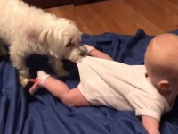 シーツの上、いきたい。にこにこする赤ちゃんと背中を引っ張る犬