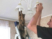 「猫の手だけは借りたくない」そう思う時だってあるんだよ。お手伝いモードに入ってくれちゃった猫たち