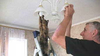 「猫の手だけは借りたくない」そう思う時だってあるんだよ。お手伝いモードに入ってくれちゃった猫たち