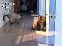 猫が猫に近づいてきた。徐々にその距離を縮めていくと、まさかの行動に！！