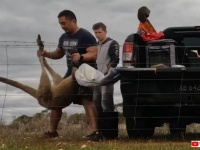 有刺鉄線に絡まって宙吊りになったカンガルーがいた！親切な通りすがりのドライバー、無事に救出に成功する