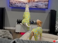 シンバをいじめるな！愛犬ズ、画面の向こうのハイエナたちに向かって本気で飛びかかる（音量注意）