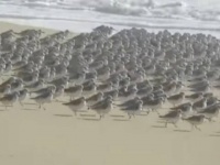波がきたよ、さあ走れ！寄せては返す波に合わせて、砂浜を走り回るミユビシギ