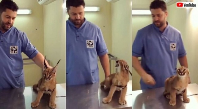 ワクチンを打ちに来たカラカル、「注射無理、触んな、ガオー！」とお医者さんを激しく威嚇する