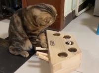 押すと出てくる...だとぅ？また猫が物理法則を学んだ模様