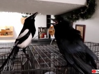 カラス先輩もタジタジ、おしゃべりカササギのわんぱくぶりを見てみよう