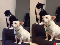 「今犬を叩いたらどうなるだろう？」猫は考えに考えた。でやっちまったら大どんでん返し