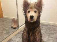 「安心してください。顔はきれいですよ」散歩から戻った犬、顔以外は泥まみれだった件（フィンランド）