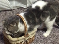 こはく＆ちゃちゃにゃんちゅーばー