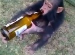 【衝撃】アル中かよ。ビールを飲みまくるチンパンジーがいた！